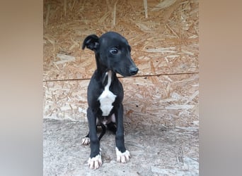 Sonic Tierschutzhund sucht ein Zuhause