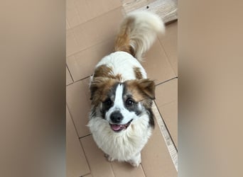 ⭐️TOC⭐️, süßer, kleiner Kerl, Rüde, 2 Jahre, 35 cm, Mischling, Tierschutz