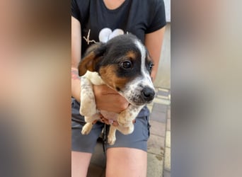 Pufi - möchte dein Herz erobern