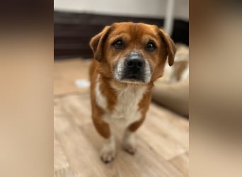 TAC, neugieriger kleiner Rüde, 2 Jahre, 35 cm, Mischling, Tierschutz Rumänien