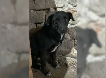 ⭐️RANA⭐️, Hündin, 4,5 Jahre, 38 cm, Mischling, Tierschutz