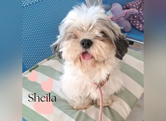 Sheila sucht möchte in ihr Für-immer-Zuhause
