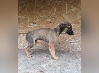 Seppl Tierschutzhund sucht ein Zuhause