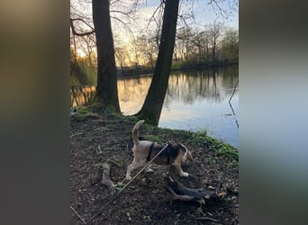 DAISY, Super-Omi, 10 Jahre, 36 cm, Beagle-Mix, Tierschutz, Pflegestelle Leipzig