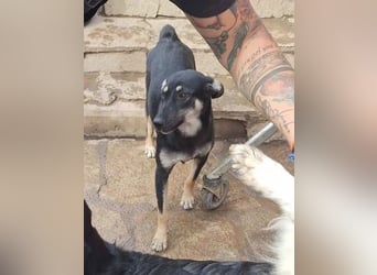 ⭐️ONYA⭐️, Hündin, fast 3 Jahre, 40 cm, Mischling, Tierschutz