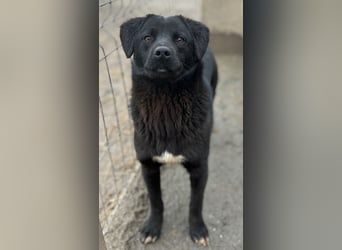 ⭐️YANO⭐️, bezaubernder Hundejunge, 1 Jahr, 37 cm, Mischling, Tierschutz Rumänien
