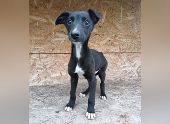 Smartie Tierschutzhund sucht ein Zuhause