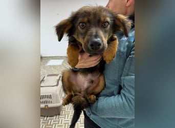 ⭐️Herro⭐️, Herzensbrecher, Rüde, 11 Monate, 38 cm, Mischling, Tierschutz