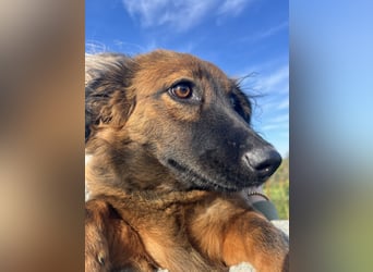 Kleine Maus Luca sucht ihre Herzensmenschen