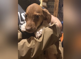 BENI, aufmerksamer Welpe, 3 Monate, 29 cm, Mischling, Tierschutz Rumänien