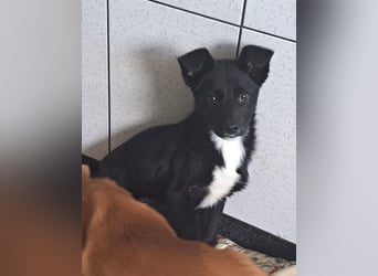 Sissy sucht sein Für-immer-Zuhause