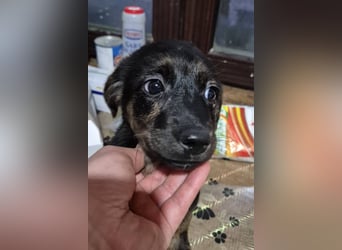 Welpenhündin 890547 stellt sich vor