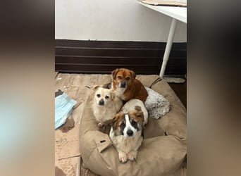 TIC, unkomplizierte Mini-Hündin, 2 Jahre, 30 cm, Mischling, Tierschutz Rumänien