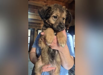 Welpenmädchen 273763 möchte gerne bei DIR einziehen!