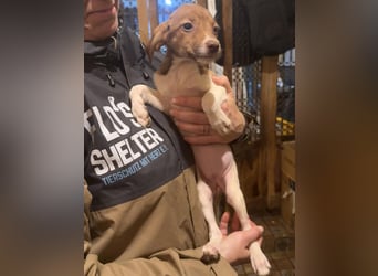 BIGGI, pfiffige Welpin, 3 Monate, 27 cm, Mischling, Tierschutz Rumänien