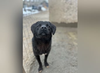 ⭐️YANO⭐️, bezaubernder Hundejunge, 1 Jahr, 37 cm, Mischling, Tierschutz Rumänien