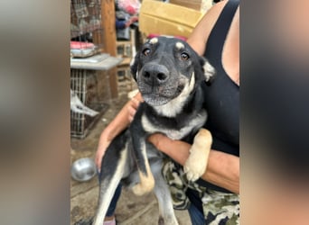 ⭐️ONYA⭐️, Hündin, fast 3 Jahre, 40 cm, Mischling, Tierschutz