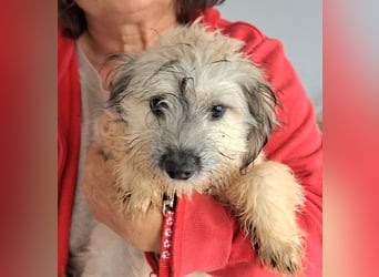 Welpe Florence möchte Rumänien schnell verlassen