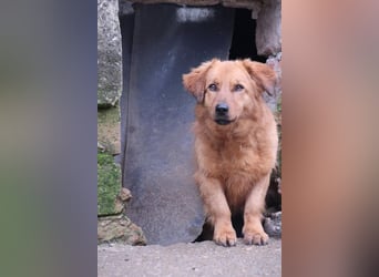 ⭐️Dixy⭐️, hübsches Schleckermaul, Hündin, 3 Jahre, 40 cm, Tierschutz Rumänien