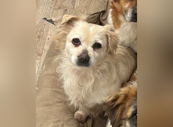 ⭐️TIC⭐️, unkomplizierte Hundemaus, 2 Jahre, 30 cm, Mischling, Tierschutz