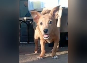 ⭐️GOLIATH⭐️, verspielter Rüde, 2,5 Jahre, 30 cm, Mischling, Tierschutz