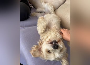 ⭐️PIXIE⭐️, Rüde, 1,5 Jahre, 35 cm, Mischling, Tierschutz