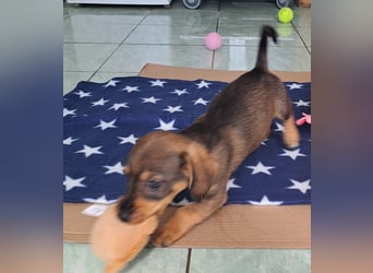 Kambria sucht ihr liebevolles Zuhause