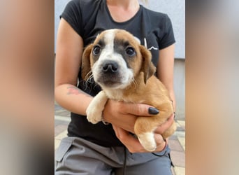 Rizsa sucht ein Zuhause voller Liebe