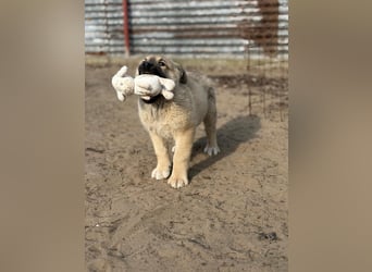 Kleiner Schatz Nash sucht großes Glück
