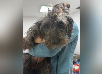 ⭐️Iffi⭐️, entspannte Hündin, 2 Jahre, 30 cm, Mischling, Tierschutz