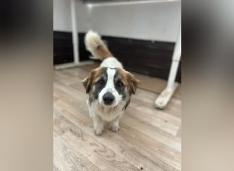 TOC, süßer, kleiner Kerl, Rüde, 2 Jahre, 35 cm, Mischling, Tierschutz