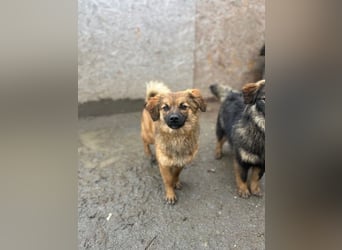 YPS, neugieriges Mischlingsmädchen, 1 Jahr, 32 cm, Tierschutz Rumänien