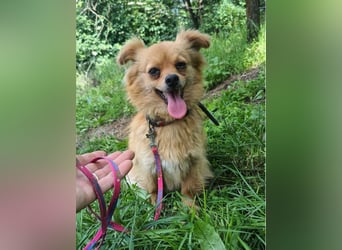 Luna Tierschutzhund sucht ein Zuhause