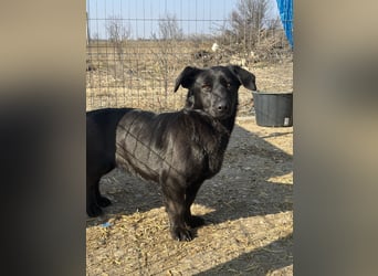 ⭐️MARIUCA⭐️, witzige, kleine Hündin, 3 Jahre, 37 cm, Mischling, Tierschutz Rumänien