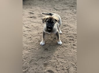 Verliebt auf den ersten Blick? Das ist Nacho !