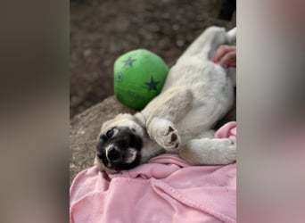 Nils ist pure Freude