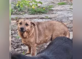 ⭐️FUNNY⭐️, lustige Hunde-Dame, 9 Jahre, 35 cm, Mischling, Tierschutz