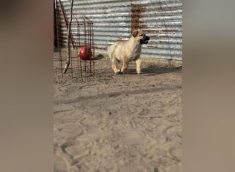 Kleiner Schatz Nash sucht großes Glück
