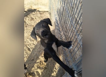 ⭐️YANO⭐️, bezaubernder Hundejunge, 1 Jahr, 37 cm, Mischling, Tierschutz Rumänien