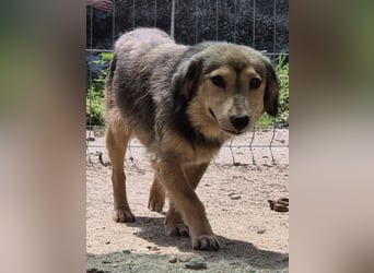 ⭐️ALINE⭐️, zarte Zuckerschnute, Hündin, 1,5 Jahre, 32 cm, Mischling, Tierschutz