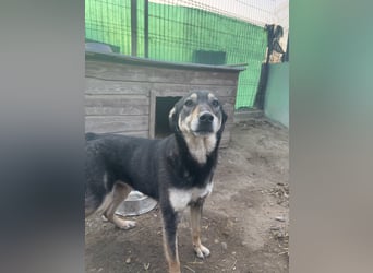 ⭐️ONYA⭐️, Hündin, fast 3 Jahre, 40 cm, Mischling, Tierschutz