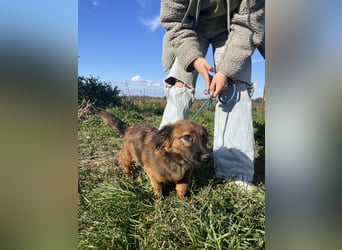 Kleine Maus Luca sucht ihre Herzensmenschen