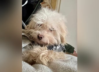 ⭐️SMARTIE⭐️, Rüde, 1,5 Jahre, 30 cm, Mischling, Tierschutz, auf Pflegestelle in DE