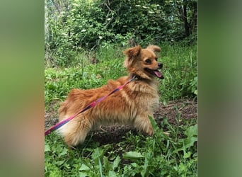 Luna Tierschutzhund sucht ein Zuhause