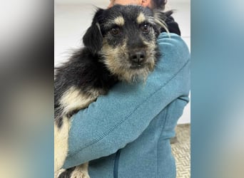 ⭐️Tahia⭐️, kleine Zottel-Maus Hündin, 2 Jahre, 30 cm, Mischling, Tierschutz