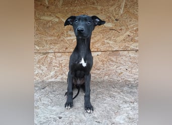 Sancho Tierschutzhund sucht ein Zuhause