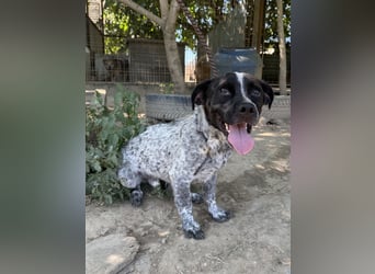 Rocky sucht sein Für Immer Zuhause