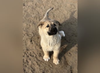 Kleiner Schatz Nash sucht großes Glück