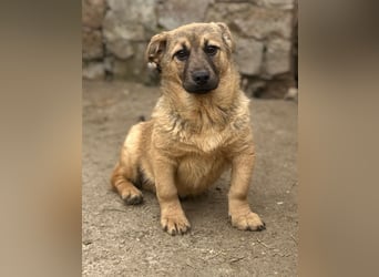 ⭐️Phaja⭐️, reizendes Mini-Mädchen, Welpe, 8 Monate, 31 cm, Mischling, Tierschutz