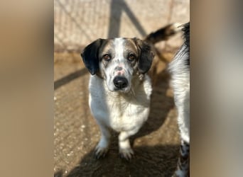 ⭐️BROOKE⭐️, Hündin, 1,5 Jahre, 32 cm, Mischling, Tierschutz